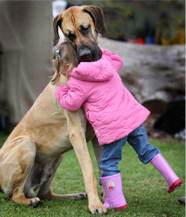 Những hình ảnh đẹp về tình bạn giữa người  và chó